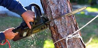 Best Lawn Mowing  in Barstow, CA