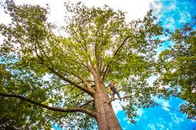 Best Tree Trimming and Pruning  in Barstow, CA