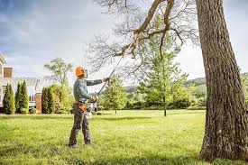 Best Tree Disease Treatment  in Barstow, CA