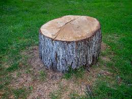 Best Arborist Consultation Services  in Barstow, CA