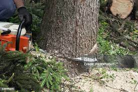 Best Commercial Tree Services  in Barstow, CA
