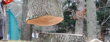Best Tree and Shrub Care  in Barstow, CA