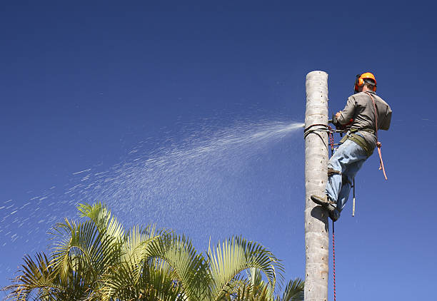 Best Tree Mulching  in Barstow, CA