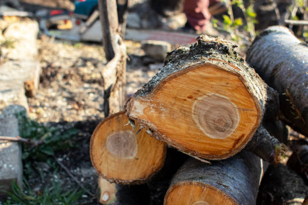 Best Stump Grinding and Removal  in Barstow, CA