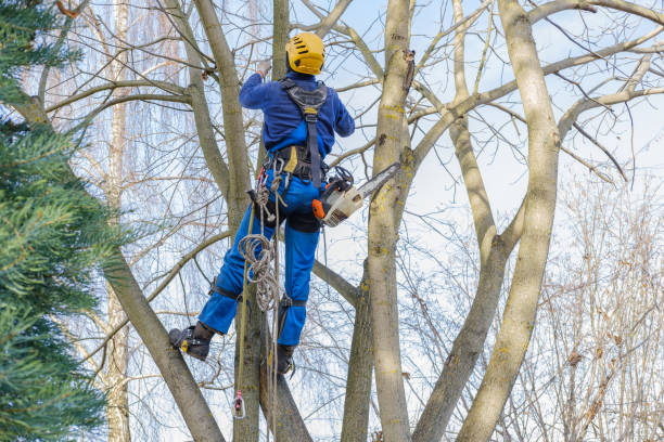 Barstow, CA Tree Care Company