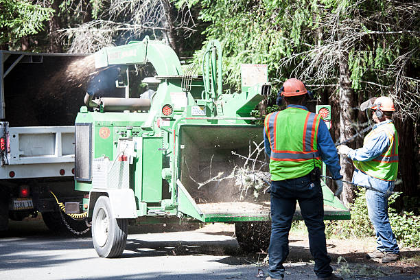 Best Storm Damage Tree Cleanup  in Barstow, CA