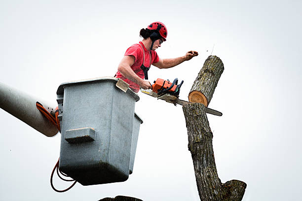 Best Tree Cabling and Bracing  in Barstow, CA