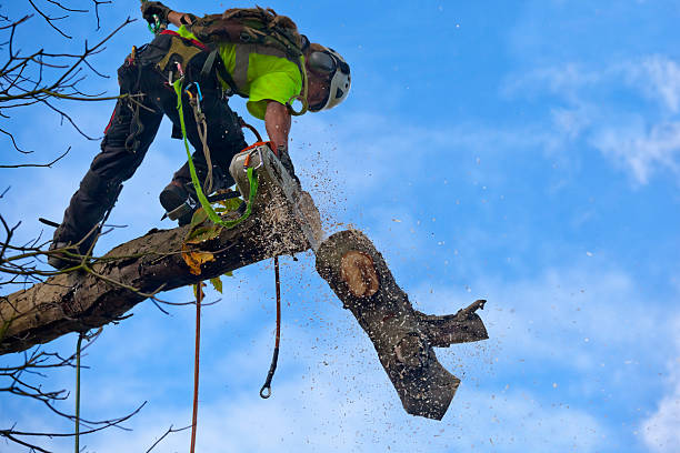 Best Fruit Tree Pruning  in Barstow, CA