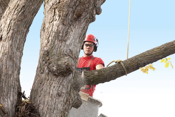Best Emergency Tree Removal  in Barstow, CA